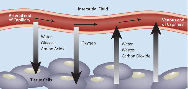 Diagram illustrating the relationship between perfusion, ischemia, and hyperemia in tissue
